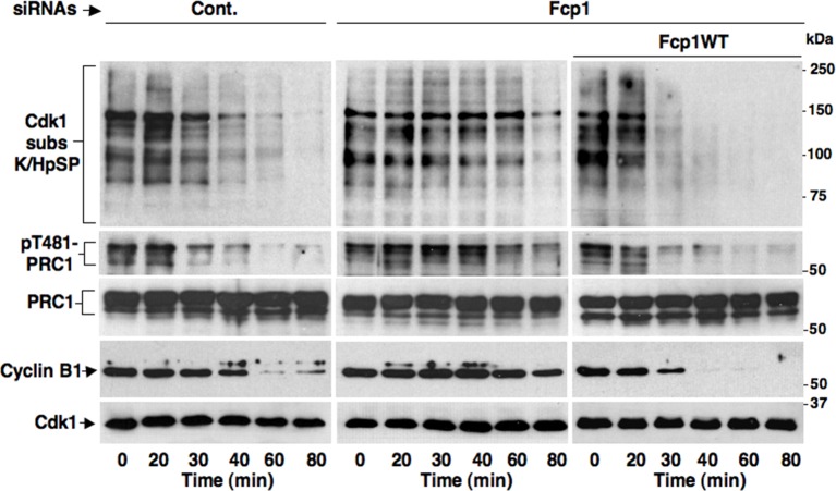 Figure 1—figure supplement 1.