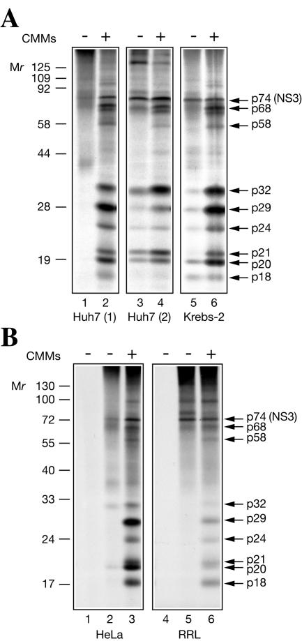 FIG. 1.