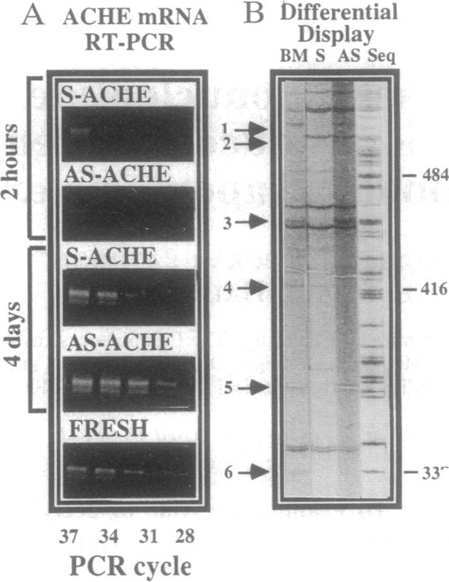 graphic file with name pnas01139-0085-a.jpg