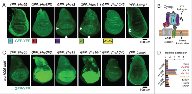 Figure 3.