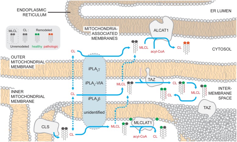 FIGURE 2