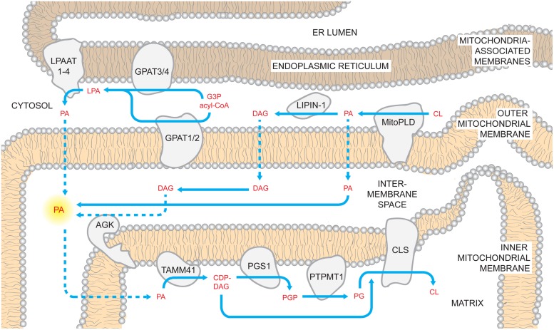 FIGURE 1