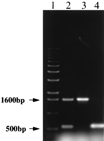 FIG. 6