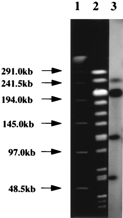 FIG. 5