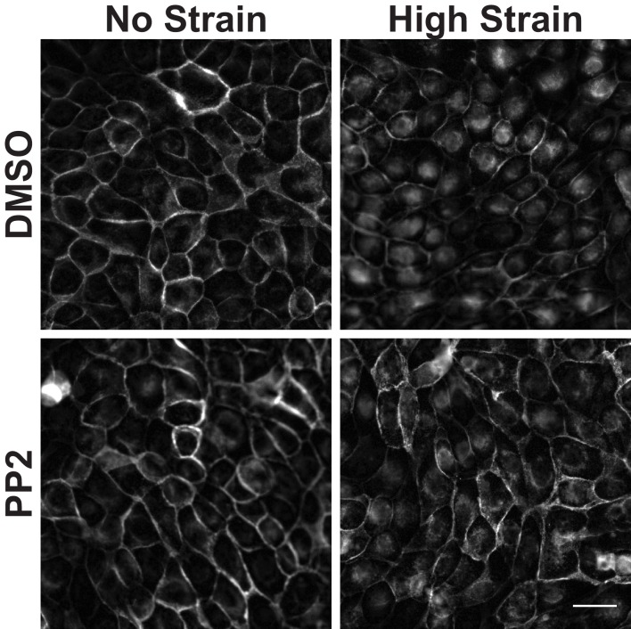 Figure 3—figure supplement 3.