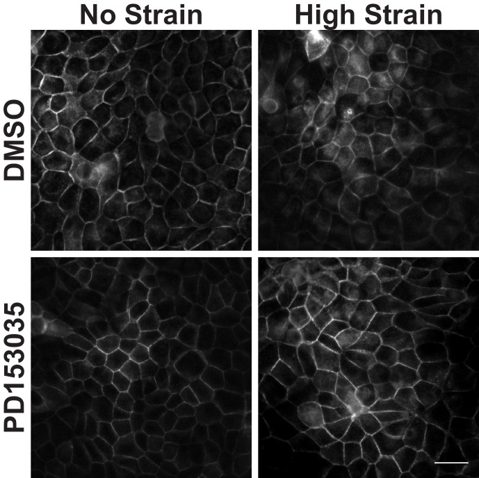 Figure 3—figure supplement 5.