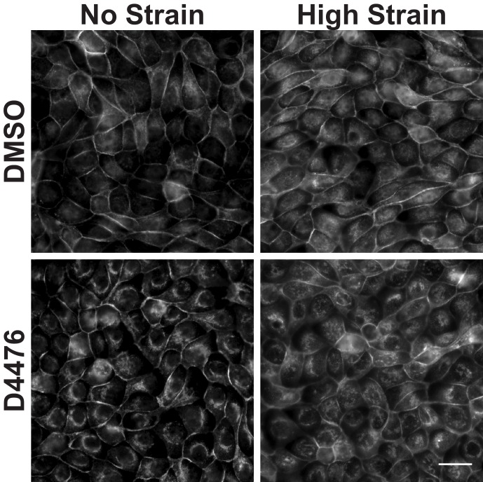 Figure 4—figure supplement 1.