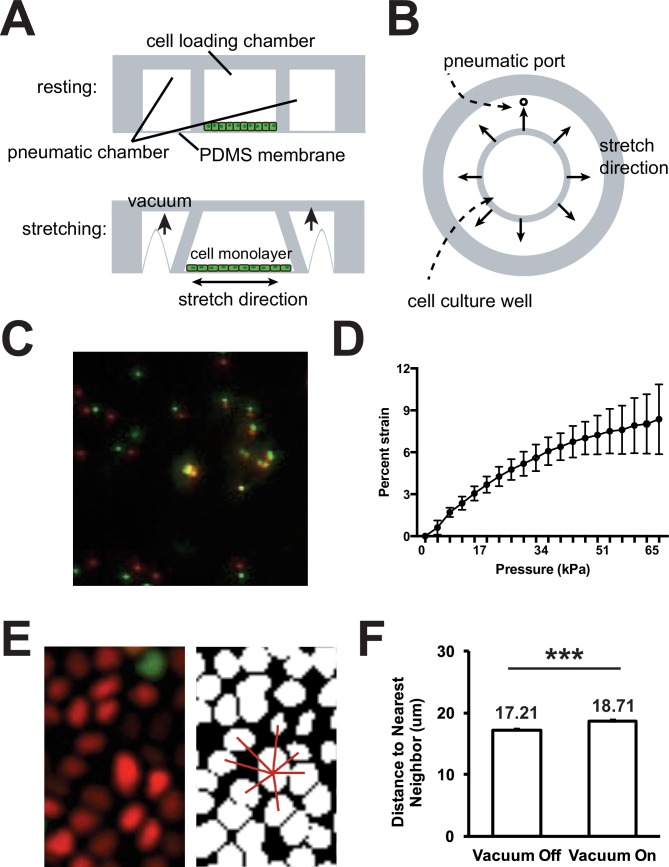 Figure 1—figure supplement 1.