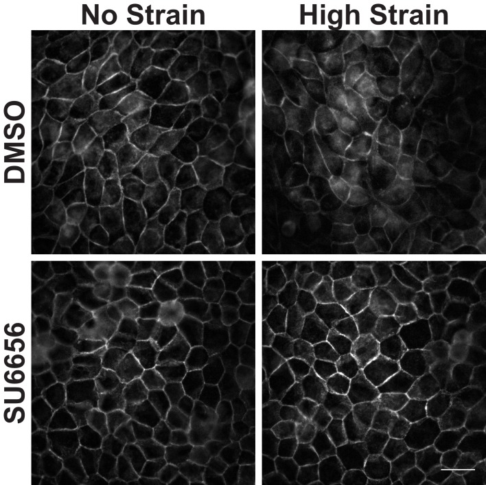 Figure 3—figure supplement 1.