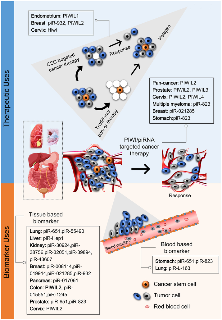 Piwi-interacting RNAs (piRNAs) and Cancer: Emerging Biological Concepts ...