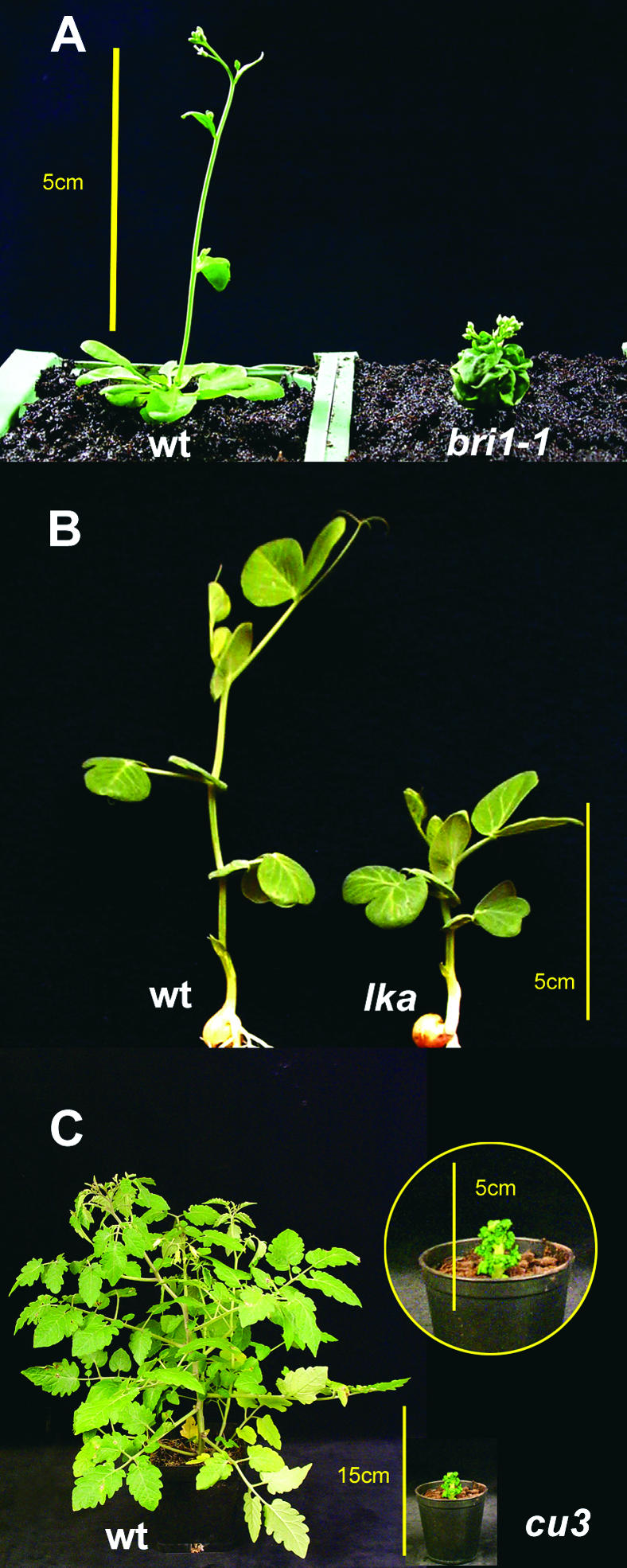 Figure 3.