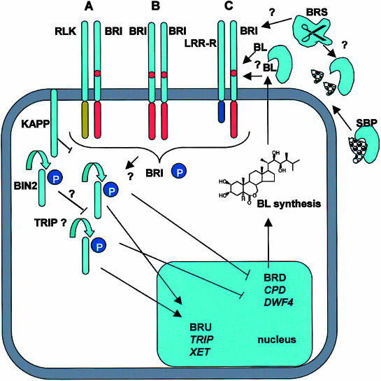 Figure 5.