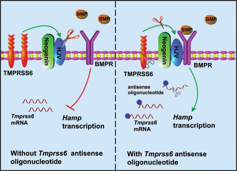 FIGURE 4