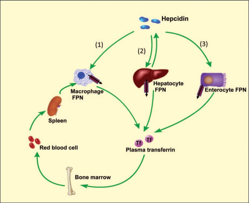 FIGURE 1