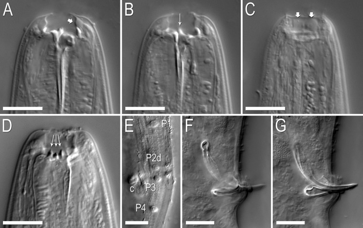 Fig. 4