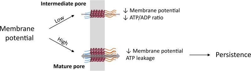 FIG 3 