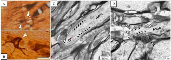 Fig.4