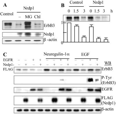 Fig 3.