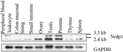 Fig 7.