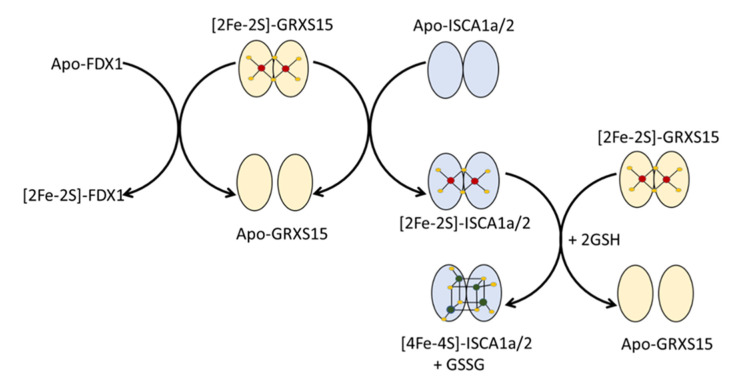 Figure 10