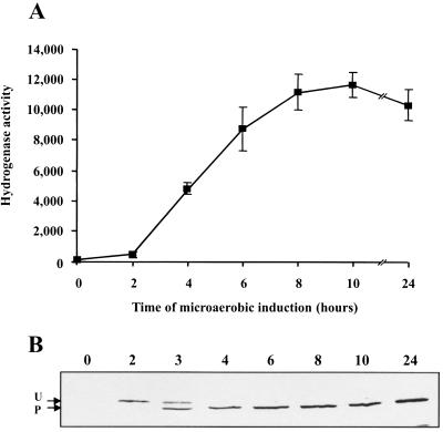 FIG. 2.