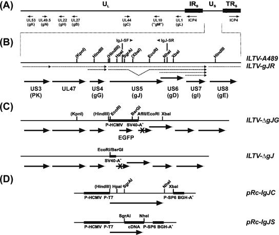 FIG. 1.