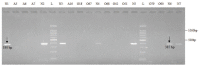 [Table/Fig-7]: