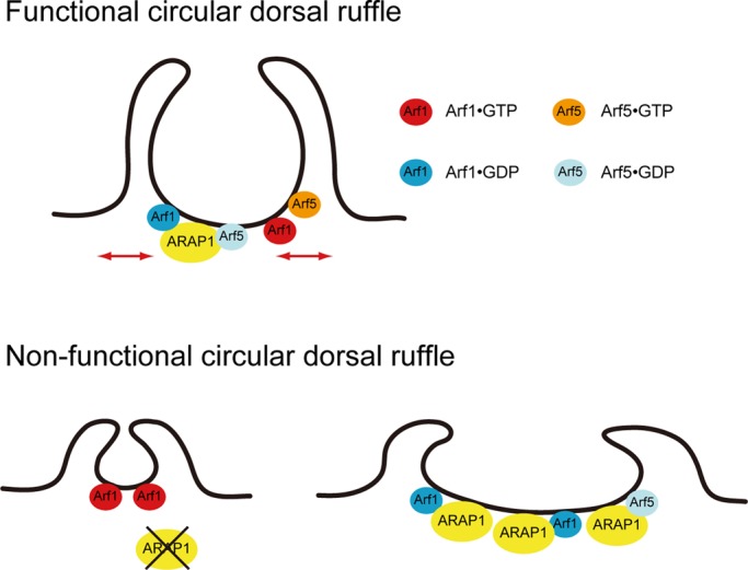 FIGURE 7: