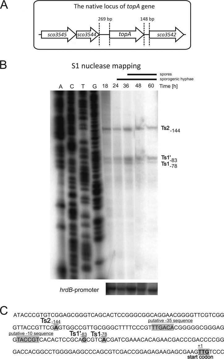 FIG 1