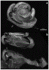 Figure 8.