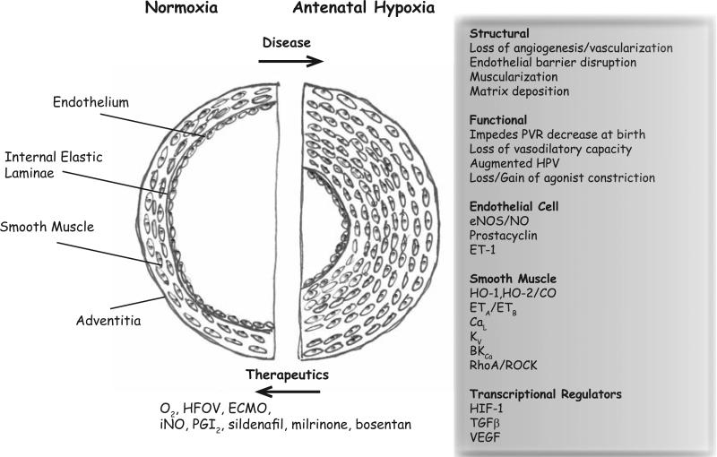 Fig. (1)