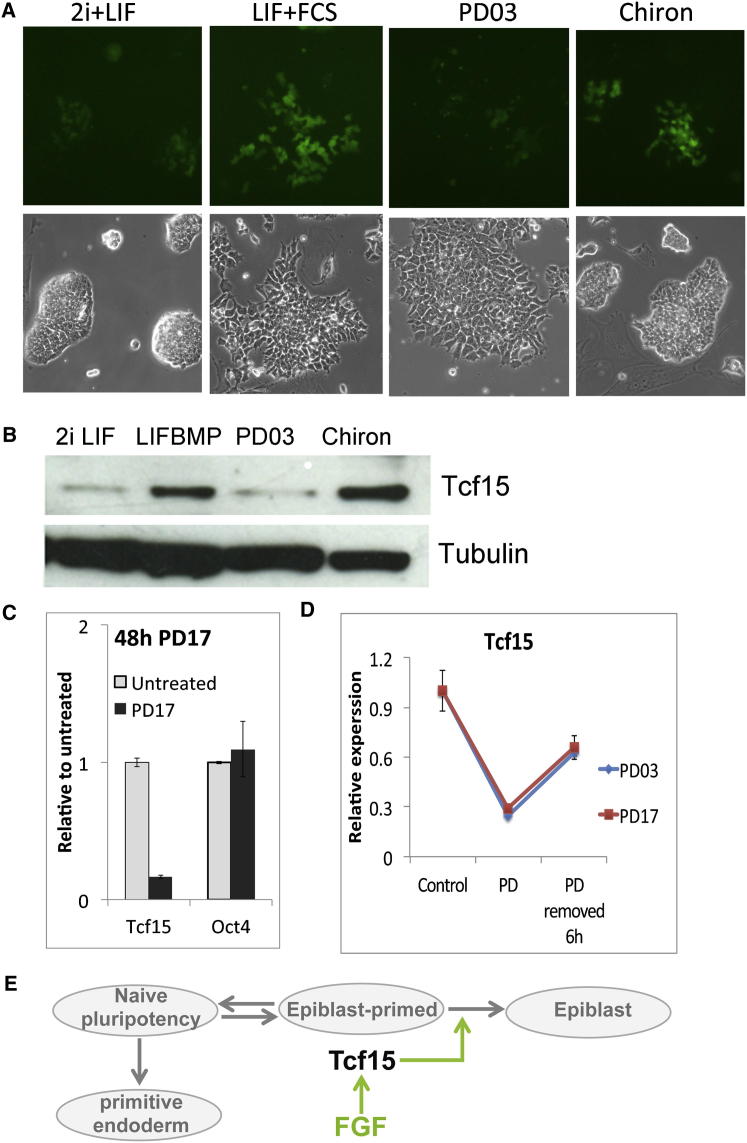 Figure 6