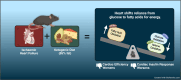 Graphical Abstract