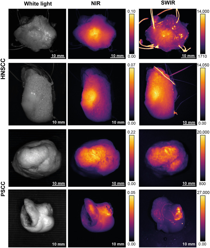 Fig. 7