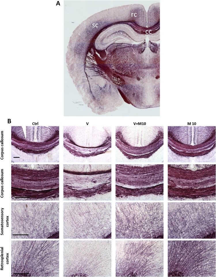 Fig. 8