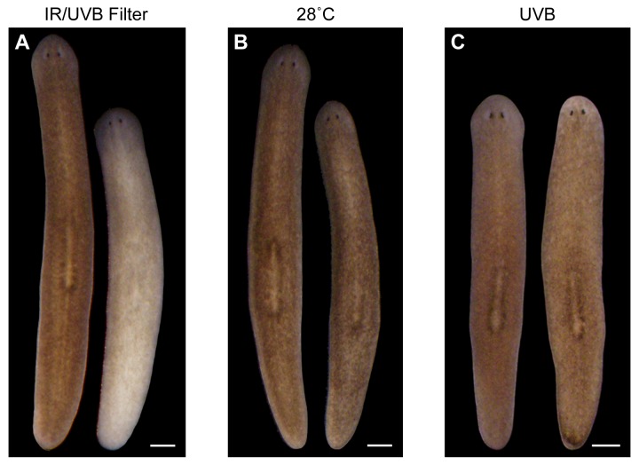 Figure 1—figure supplement 2.