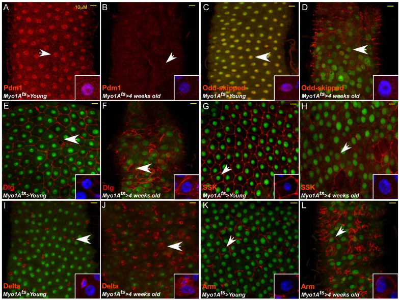 Figure 2—figure supplement 3.