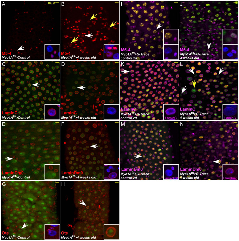 Figure 2—figure supplement 2.