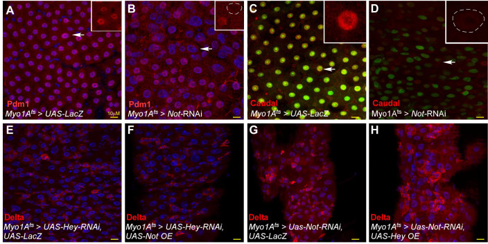 Figure 2—figure supplement 1.