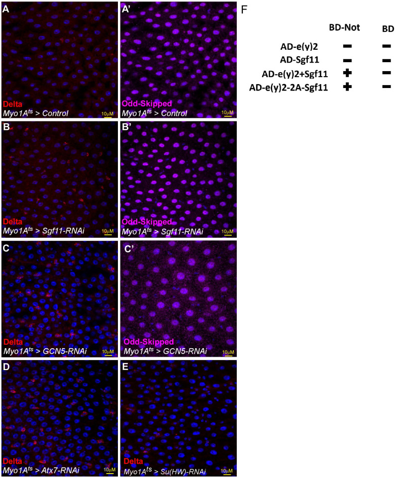 Figure 3—figure supplement 1.