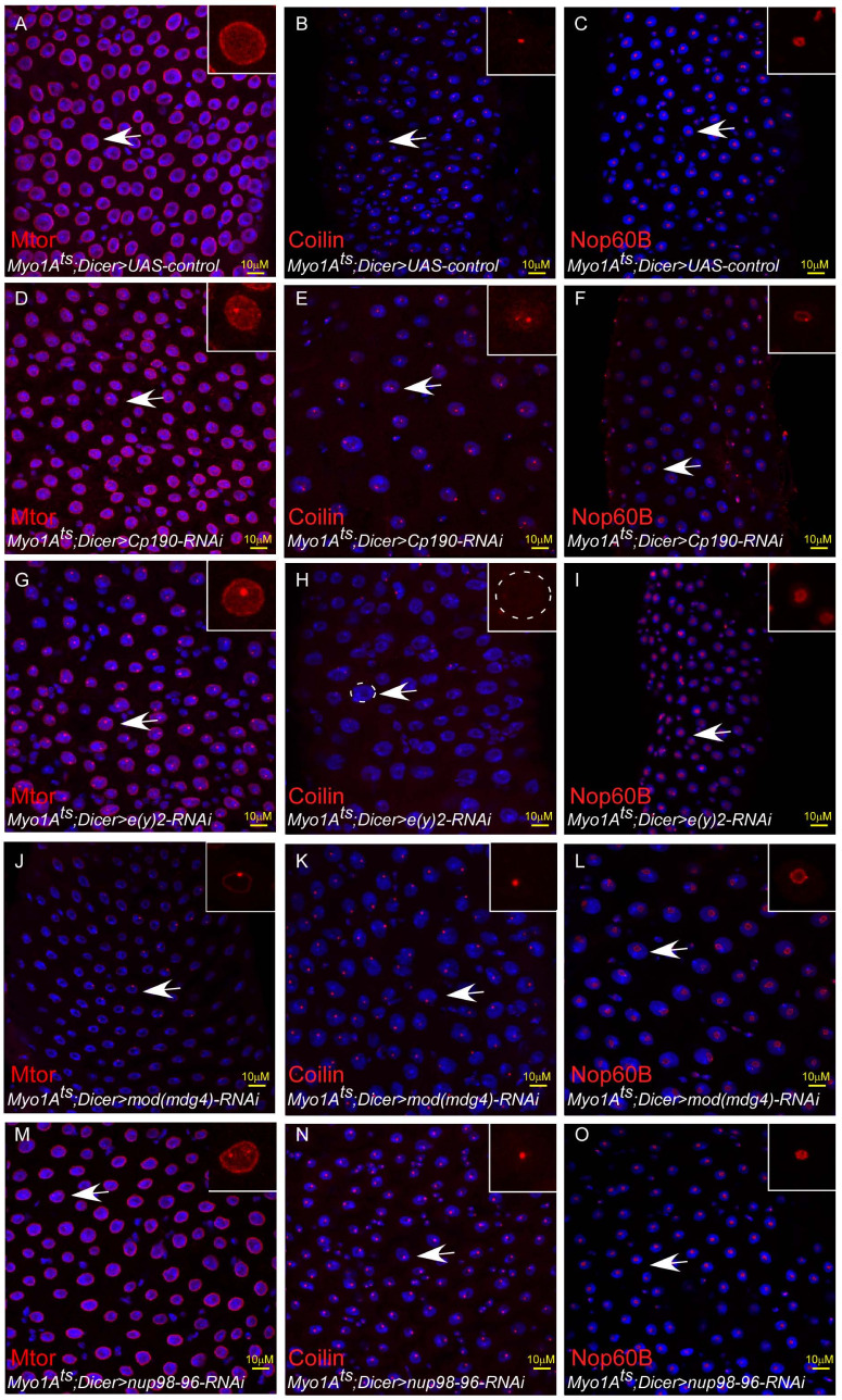 Figure 6—figure supplement 1.