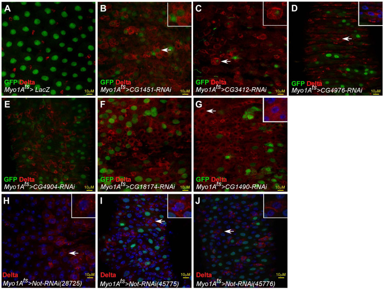 Figure 1—figure supplement 1.