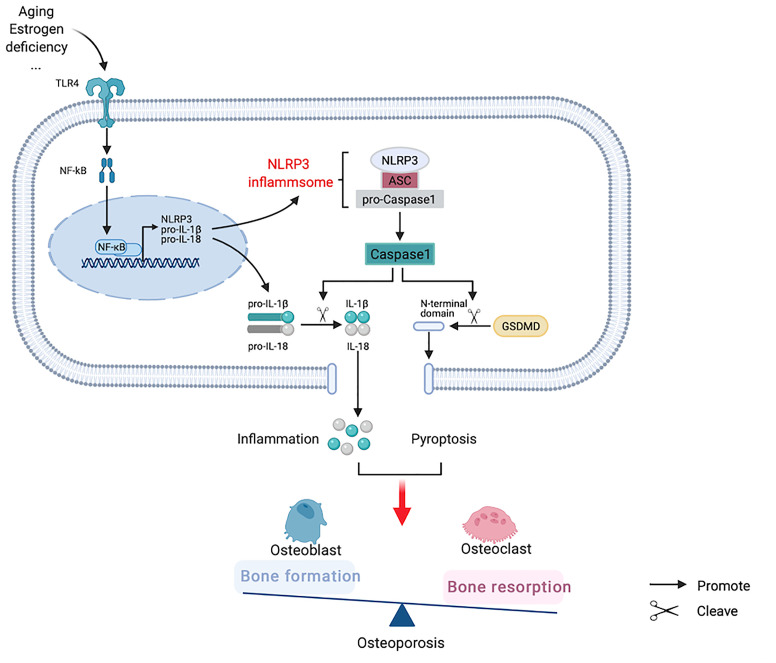 Figure 4