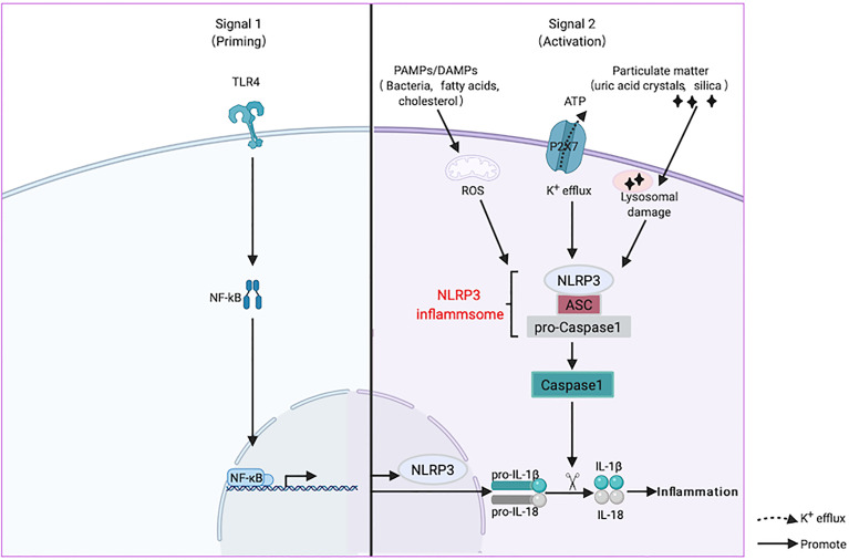 Figure 2