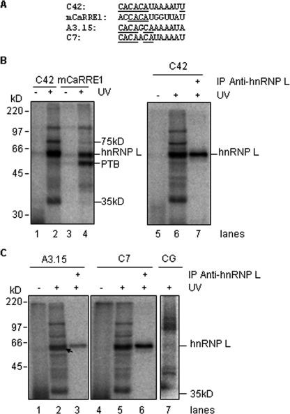 FIGURE 4.