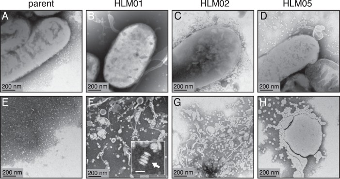 FIG 3 