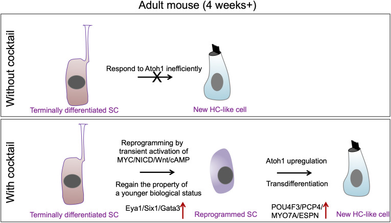 Fig. 7.