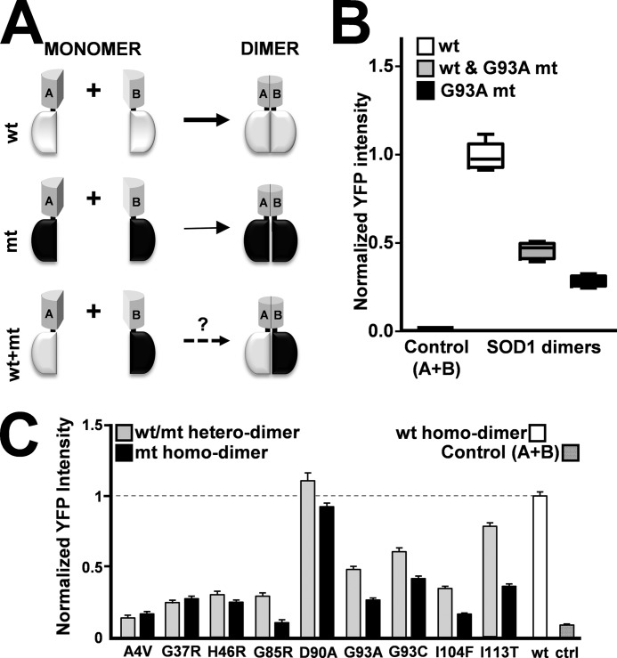 FIGURE 4.