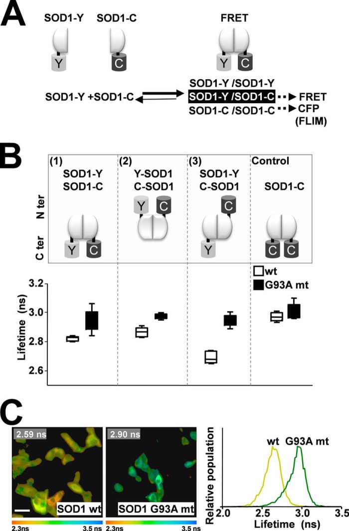 FIGURE 1.