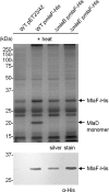 Figure 4—figure supplement 2.